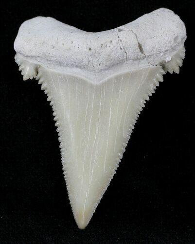 Beautiful Palaeocarcharodon Fossil Shark Tooth - #24499